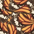 Seamless pattern made from monarch butterfly wing for background Royalty Free Stock Photo