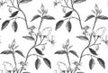 Seamless pattern made of pencil sketched rose
