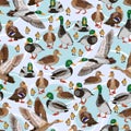 Seamless pattern with mallard ducks. Male, female and ducklings of the Mallard duck Anas platyrhynchos. Realistic vector illustrat