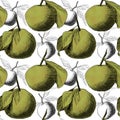 Seamless pattern: mandarins or apples, unique pencil drawings of fruits combined into beautiful compositions