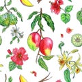 Seamless pattern of mango, bergamot, vanilla and hibiscus on a white background Royalty Free Stock Photo