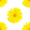 Seamless pattern Marigold flowers on a white background. A flower of calendula isolated. Yellow flower of calendula Royalty Free Stock Photo