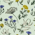 seamless pattern of meadow flowers clover cornflower tansy, anise, thistle isolated