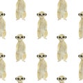 Seamless pattern Meerkat watercolor animal elements set Mongoose leaves flowers