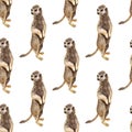 Seamless pattern with meerkat