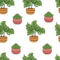 Seamless pattern with monstera houseplants and succulents in pots Royalty Free Stock Photo