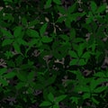 Seamless pattern. The motley-green leaves of maple lying on a ground