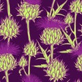 Seamless pattern with onopordum acanthium. Scottish thistle