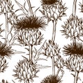 Seamless pattern with onopordum acanthium. Scottish thistle Royalty Free Stock Photo