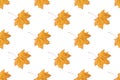 Seamless pattern of orange autumn maple leaves isolated on white background Royalty Free Stock Photo