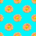 Seamless pattern of orange flowers on a blue background. A flower of chrysanthemum isolated. An orange Dendranthema Royalty Free Stock Photo