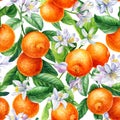 Seamless pattern of oranges, flowers and leaves. Background of tangerine fruits. Watercolor botanical illustration Royalty Free Stock Photo