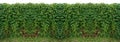 seamless pattern over horizontal texture fence vine ivy isolate