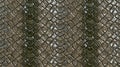 Seamless Wide Python Scales Texture in Natural Tones Royalty Free Stock Photo