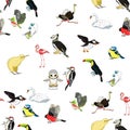 Seamless pattern owl, toucan, bluegrass tit, kiwi bird, harpy, b