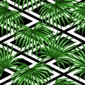 Seamless pattern with palms leaves. Decorative image tropical leaf of palm tree Livistona Rotundifolia. Background made Royalty Free Stock Photo