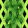 Seamless pattern with palms leaves. Decorative image tropical leaf of palm tree Livistona Rotundifolia. Background made Royalty Free Stock Photo