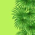 Seamless pattern with palms leaves. Decorative image tropical leaf of palm tree Livistona Rotundifolia Royalty Free Stock Photo