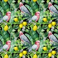 Seamless pattern, Parrot birds. lemon fruit, leaves and flowers. tropical background, watercolor jungle wallpaper Royalty Free Stock Photo