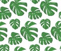 Seamless pattern with philodendron plants, green leaves cute wallpaper. Vector elegant print isolated on white background