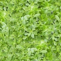 Seamless pattern with a photo of fresh basil leaves. Royalty Free Stock Photo