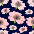 Seamless pattern of pink flowering of dog rose on dark blue. Rose hip illustration