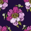 Seamless pattern  with  pink flowers of peony. Hand drawn ink sketch. Color objects on dark violet  background. Royalty Free Stock Photo