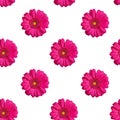 Seamless pattern of pink gerbera flowers on white background isolated, bright red daisy flower repeating ornament, wallpaper Royalty Free Stock Photo