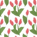 Seamless pattern, pink ginger flowers on a white background. Botanical print, textile, wallpaper.