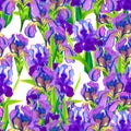 Seamless pattern pink irises on a white blue-purple background