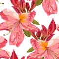 Seamless pattern with pink Oleander flower. Rhododendron Cosmopolitan flowers on white background. Royalty Free Stock Photo