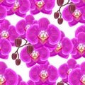 Seamless pattern with pink orchids on white background Royalty Free Stock Photo