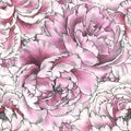 Seamless pattern with pink peony. Romantic design for natural cosmetics, perfume, women products. Can be used as greeting card or Royalty Free Stock Photo