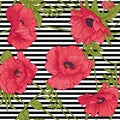 Seamless pattern with pink and red poppy flowers in botanical st Royalty Free Stock Photo
