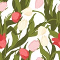 Seamless pattern of pink, red and white tulip flowers on white background. Vector illustration. Royalty Free Stock Photo