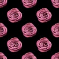 Seamless pattern of pink rose flower on black background isolated close up, burgundy roses repeating ornament, red flowers print Royalty Free Stock Photo