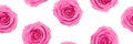 Seamless pattern with pink roses isolated on white background Royalty Free Stock Photo