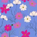 Seamless pattern with pink and white cosmea flowers. Vector graphics