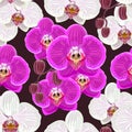 Seamless pattern with pink and white orchids on black background Royalty Free Stock Photo