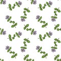 seamless pattern with plant of marjoram