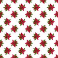 Seamless pattern with poinsettia, christmas star plant Royalty Free Stock Photo