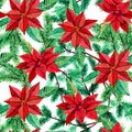 Seamless pattern with Poinsettia and fir tree. Royalty Free Stock Photo