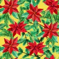 Seamless pattern with Poinsettia and fir tree on yellow background Royalty Free Stock Photo