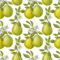 Seamless pattern pomelo citrus. Fresh yellow green fruit. Branches with leaves, flower. Hand drawn watercolor