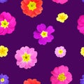 Seamless pattern of primrose flowers on a purple background