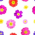 Seamless pattern of primrose flowers on a white background