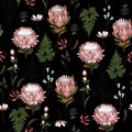 Seamless Pattern protea flowers, Isolated on black color. Bota