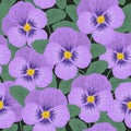 Seamless pattern with purple pansies and green leaves