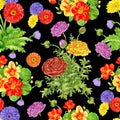 Seamless pattern with Purslane, Nasturtium, Gerber, Daisy flower on black background Royalty Free Stock Photo