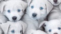 Seamless pattern of realistic and curious white puppies with blue eyes, dogs, colorful, hyper realistic, background, wallpaper